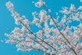 Beautiful cherry blossom sakura in spring time  with sky  background in Japan Royalty Free Stock Photo