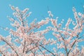 Beautiful  cherry blossom sakura in spring time with sky  background in Japan Royalty Free Stock Photo