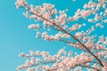 Beautiful cherry blossom sakura in spring time with sky background in Japan Royalty Free Stock Photo