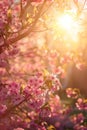 Beautiful cherry blossom sakura in spring time with soft focus. Blossoming branch of pink sakura flowers blooming in Royalty Free Stock Photo