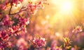 Beautiful cherry blossom sakura in spring time with soft focus. Blossoming branch of pink sakura flowers blooming in Royalty Free Stock Photo