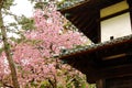 Beautiful cherry blossom sakura in spring time, vivid pink cherry blossom flowers Royalty Free Stock Photo