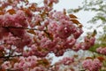 Beautiful cherry blossom sakura in spring time, vivid pink cherry blossom flowers in raining day.