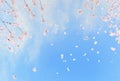 Beautiful cherry blossom or sakura tree branches on blue sky with copy space background in spring season. Illustration graphic Royalty Free Stock Photo