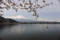 Beautiful cherry blossom sakura trees flowers in full bloom with Mout Fuji and lake in spring in Japan Royalty Free Stock Photo