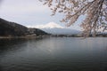 Beautiful cherry blossom sakura trees flowers in full bloom with Mout Fuji and lake in spring in Japan Royalty Free Stock Photo