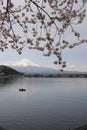 Beautiful cherry blossom sakura trees flowers in full bloom with Mout Fuji and lake in spring in Japan