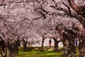 Beautiful Cherry Blossom (Sakura) tunnel on a bright sunny day in spring (Goryokaku Park, Hakodate, Hokkaido, Japan Royalty Free Stock Photo