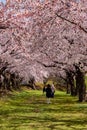 Beautiful Cherry Blossom (Sakura) tunnel on a bright sunny day in spring (Goryokaku Park, Hakodate, Hokkaido, Japan Royalty Free Stock Photo