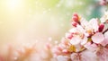 Beautiful cherry blossom in spring time Royalty Free Stock Photo
