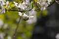 Beautiful cherry blossom in spring time with bees on background Royalty Free Stock Photo