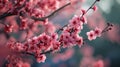 Beautiful cherry blossom in spring time with soft focus background. Generative AI Royalty Free Stock Photo