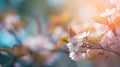 Beautiful cherry blossom in spring time. Soft focus and blurred background Royalty Free Stock Photo