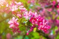 Beautiful Cherry blossom in spring time in the sun. Abstract nat Royalty Free Stock Photo