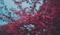 On a beautiful cherry blossom tree against a blue sky background, vibrant pink flowers bloom brilliantly. Natural beauty. Royalty Free Stock Photo