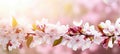 Beautiful Cherry Blossom Tree with Blooming Flowers in Spring and Free Copy Space for Text or Design Royalty Free Stock Photo