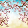 Beautiful cherry blossom tree, natural background