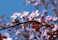 Beautiful Cherry Blossom Tree in spring time over blue sky Royalty Free Stock Photo
