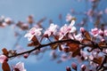 Beautiful Cherry Blossom Tree in spring time over blue sky. Nature Pattern. Bokeh Royalty Free Stock Photo