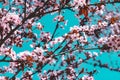 Beautiful Cherry Blossom Tree in spring time over sky. Design Background Royalty Free Stock Photo