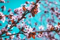 Beautiful Cherry Blossom Tree in spring time over sky. Design Background Royalty Free Stock Photo