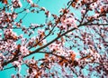 Beautiful Cherry Blossom Tree in spring time over sky. Design Background Royalty Free Stock Photo