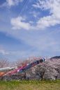 Beautiful cherry blossom trees and carp streamers blooming along the embankment in spring Royalty Free Stock Photo