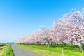 Beautiful cherry blossom trees or sakura blooming beside the country road in spring day. Royalty Free Stock Photo