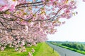 Beautiful cherry blossom trees or sakura blooming beside the country road in spring day. Royalty Free Stock Photo