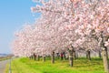 Beautiful cherry blossom trees or sakura blooming beside the country road in spring day. Royalty Free Stock Photo