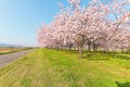 Beautiful cherry blossom trees or sakura blooming beside the country road in spring day. Royalty Free Stock Photo