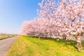 Beautiful cherry blossom trees or sakura blooming beside the country road Royalty Free Stock Photo