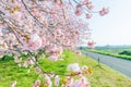 Beautiful cherry blossom trees , sakura blooming beside the country road in spring day Royalty Free Stock Photo