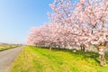 Beautiful cherry blossom trees or sakura blooming beside the country road Royalty Free Stock Photo