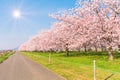 Beautiful cherry blossom trees or sakura blooming beside the country road in spring day Royalty Free Stock Photo