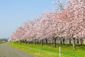 Beautiful cherry blossom trees or sakura blooming beside the country road in spring day Royalty Free Stock Photo