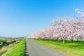 Beautiful cherry blossom trees or sakura blooming beside the country road in spring day. Royalty Free Stock Photo