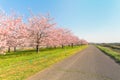 Beautiful cherry blossom trees or sakura blooming beside the country road in spring day,Japan