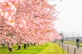 Beautiful cherry blossom trees or sakura blooming  beside the country road in  spring day,Japan Royalty Free Stock Photo