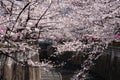 Beautiful cherry blossom tunnel over river Royalty Free Stock Photo