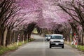 A beautiful Cherry Blossom tunnel over a rural road in the Aomori area of Japan Royalty Free Stock Photo