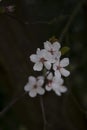 Beautiful cherry blossomflowers in spring time. Dark background. Spring background Royalty Free Stock Photo