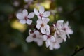 Beautiful cherry blossomflowers in spring time. Dark background. Spring background Royalty Free Stock Photo