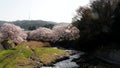 Beautiful Cherry blossoms along Hozugawa river in Arashiyama, Kyoto