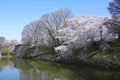 Beautiful Cherry blossoms that bloom in spring in Japanese garden.