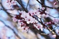 Beautiful Cherry Blossoms Blossoming In Early Spring High Quality