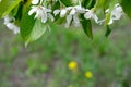 Beautiful cherry blossoms branch Royalty Free Stock Photo