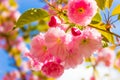 Beautiful Cherry blossoms branch. Many delicate pink cherry Blossoms. Abstract natural background. Spring Royalty Free Stock Photo