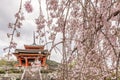 Beautiful cherry blossoms at the entrance to Kiyomizu-dera temple in Kyoto, Japan Royalty Free Stock Photo