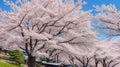 Beautiful cherry blossoms. Japan Obuse-machi, Nagano Prefecture. Royalty Free Stock Photo